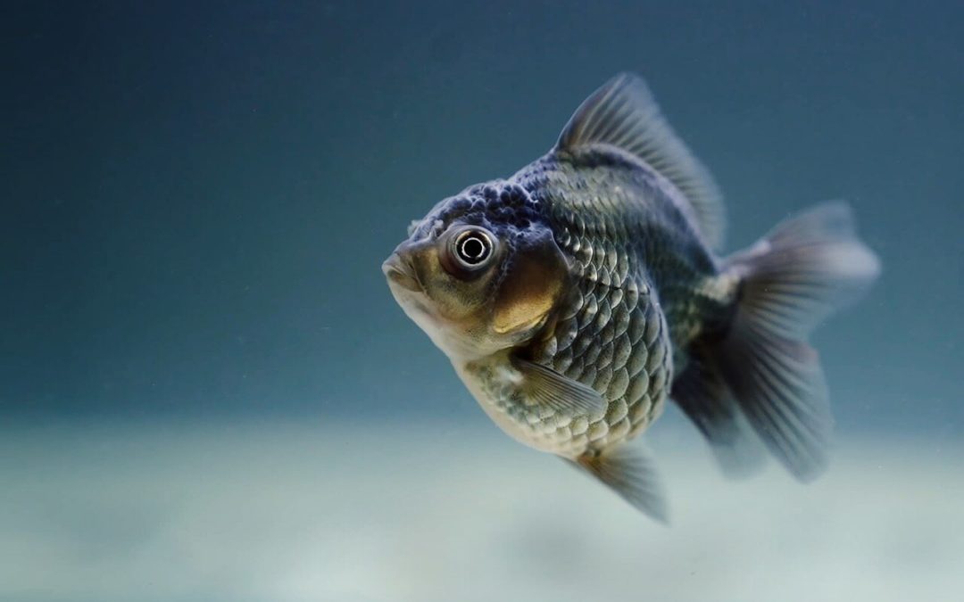 Fisch Kollagen für gesunde Zähne